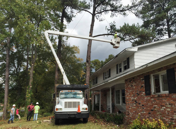 Best Hazardous Tree Removal  in Piermont, NY